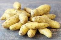 Petite ratte primeurs