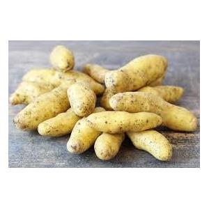 Petite ratte primeurs