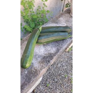 Courgettes vertes gros calibre