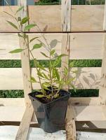 Goji 0.5l