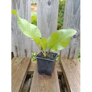 Oseille épinard 0.5l