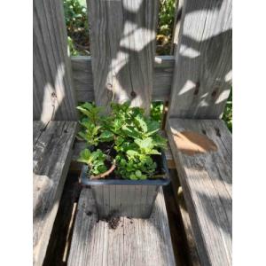 Menthe marocaine 0.5l