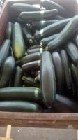 Courgette longue verte