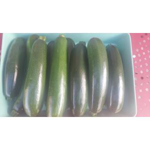 Courgette verte longue