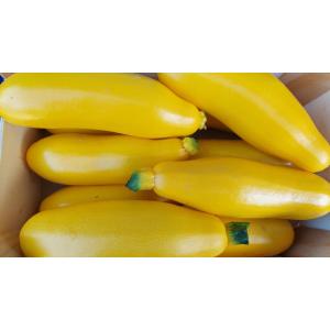 Courgette jaune longue