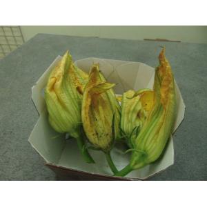 Courgette fleur mâle