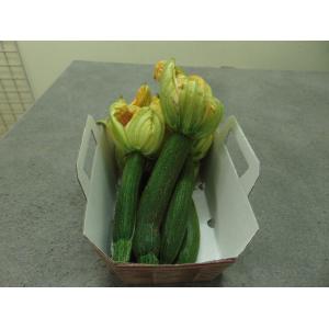 Courgettes fleurs femelles