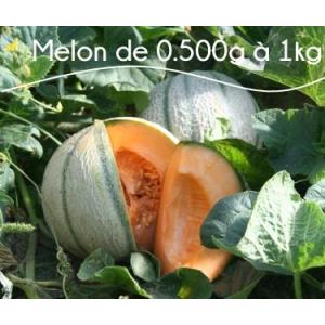 Melon 4 personnes