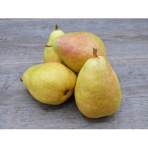Poires guyot