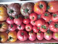Tomate de variétés anciennes bio