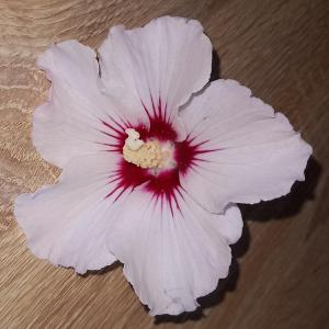 Pétales de fleurs d'hibiscus syriacus