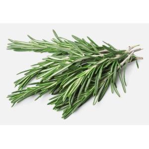Branches de romarin