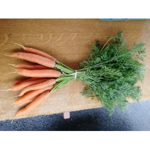 Carotte botte