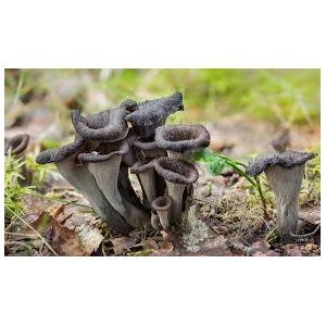 Trompette de la mort