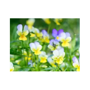 Plant pensée (fleurs comestibles)