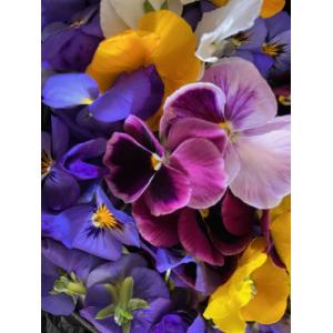 Plant pensée (fleurs comestibles)