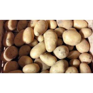 Pomme de terre nouvelle