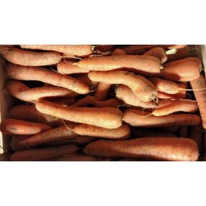 Carottes