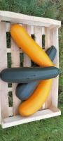 Courgette supérieure