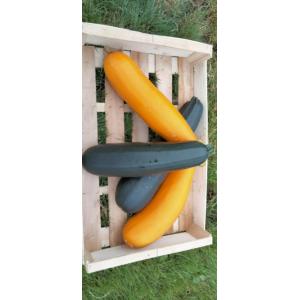 Courgette supérieure