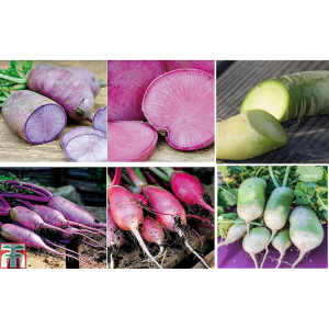 Radis couleur - 'meat'