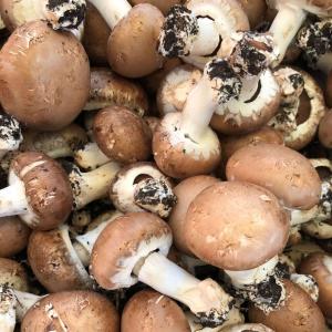 Champignon brun de paris