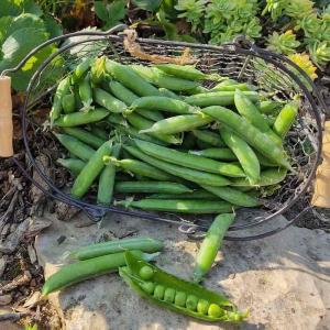 Semence pois à écosser merveille de kelvedon