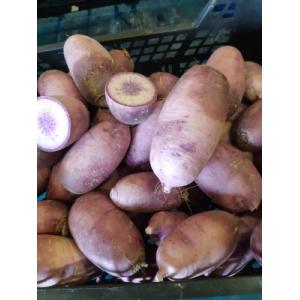 Radis asiatique blue meat