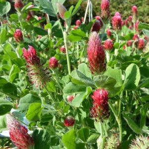 Semence trèfle incarnat