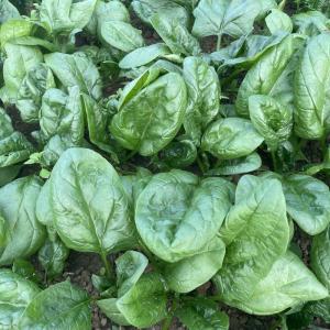 Semence epinard butterflay