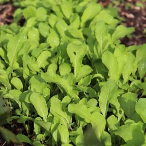 Semence roquette cultivée