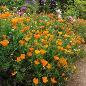 Semence pavot de californie orange