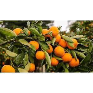 Mandarine avana