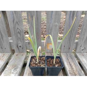 Poireau perpétuel 0.5l