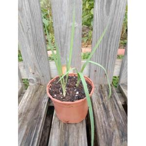 Poireau perpétuel 1l