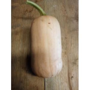 Butternut 'sun teeny'