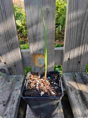 Ail rocambole 0.5l