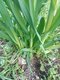 Ail rocambole 0.5l - image 2