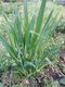 Ail rocambole 0.5l - image 3