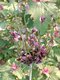 Ail rocambole 0.5l - image 6