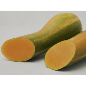 Courge longue de nice
