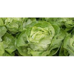 Latiue verte pommée