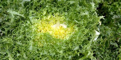 Chicorée frisée