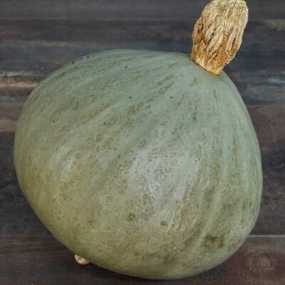 Courge blue ballet >1kg