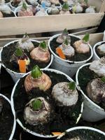 Jacinthe en pot (3 couleurs)