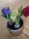 Jacinthe en pot (3 couleurs) - image 2