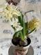 Jacinthe en pot (3 couleurs) - image 3
