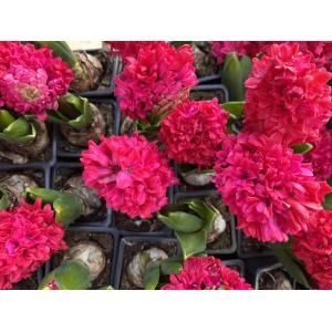 Jacinthe rouge en godet