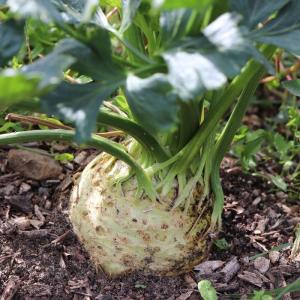 Semence céleri-rave alba