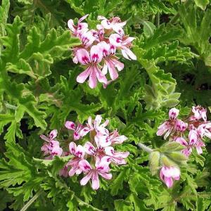 Huile essentielle géranium rosat